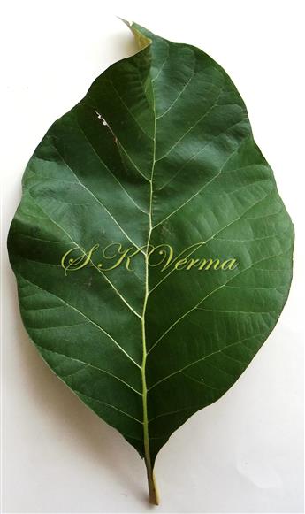  Leaf (Adaxial View)